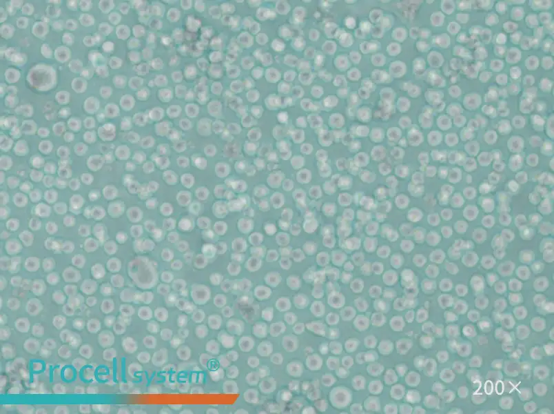 LAMA-84 Cell Complete Medium - 5