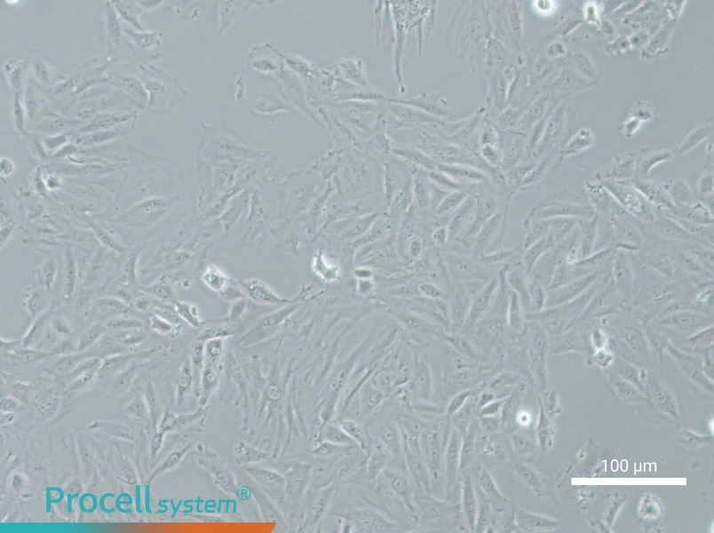 NRK-49F Cell Complete MediumNRK-49F Cell Complete Medium - 2
