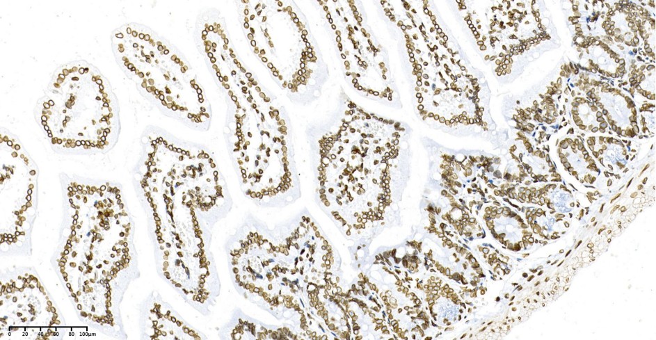 Recombinant Lamin B1 Monoclonal Antibody - small - 4