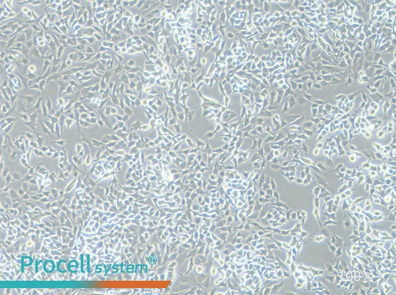 RM-1 Cell Complete Medium - 3