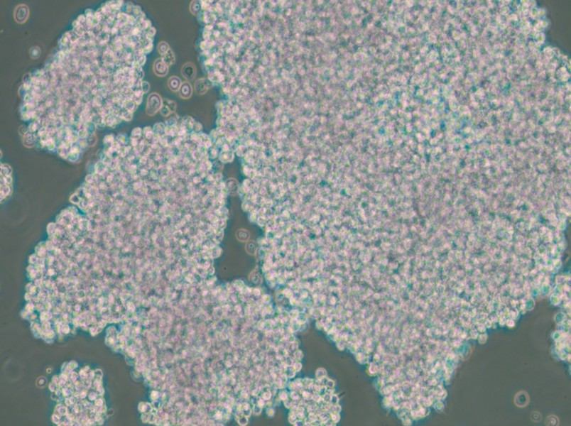 NCI-H1417 Cell Complete Medium - small - 6