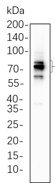 Recombinant FOXP1 Monoclonal Antibody-searchlist-1