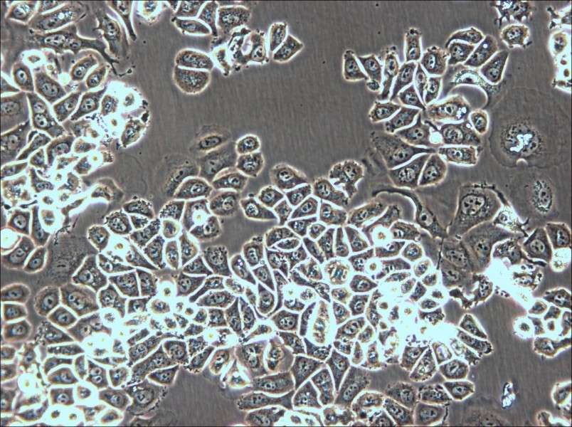 AU565 Cell Complete Medium - 4