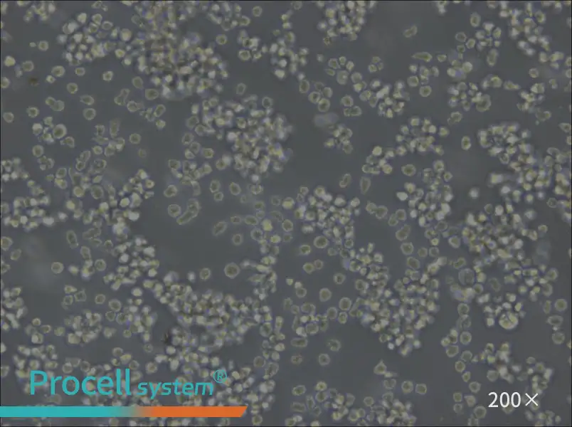 U-2932 Cell Complete Medium - small - 5