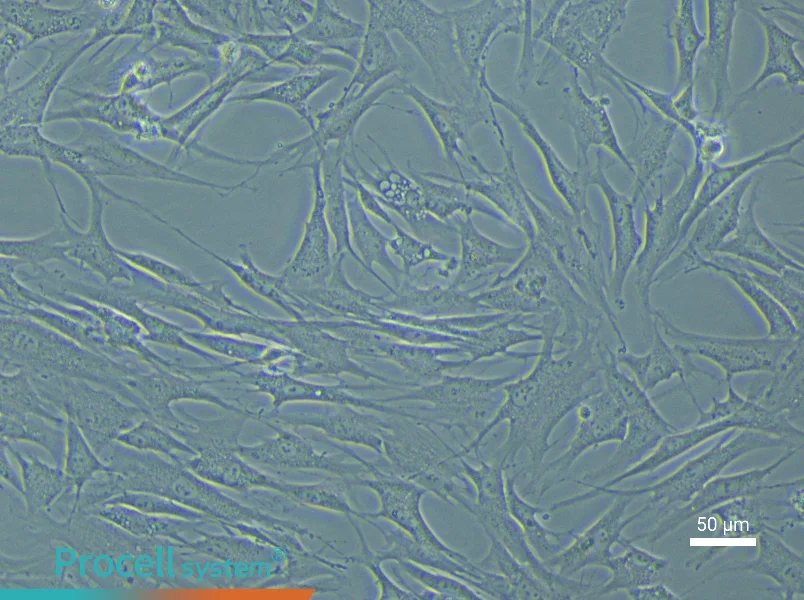 Rabbit Adipose-Derived Mesenchymal Stem Cell Complete Medium - 5