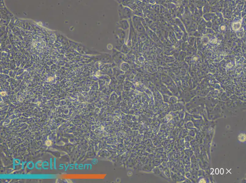 LCLC-97TM1 Cell Complete Medium - 4