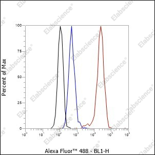 Recombinant ARPC5/p16 ARC Monoclonal Antibody - 5