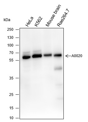 Recombinant ELP3 Monoclonal Antibody-searchlist-1