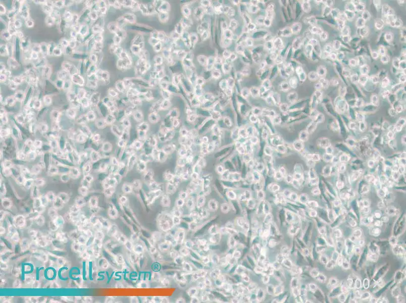 ARD Cell Complete Medium - 5