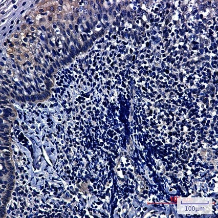 Recombinant HIF1AN Monoclonal Antibody - 3
