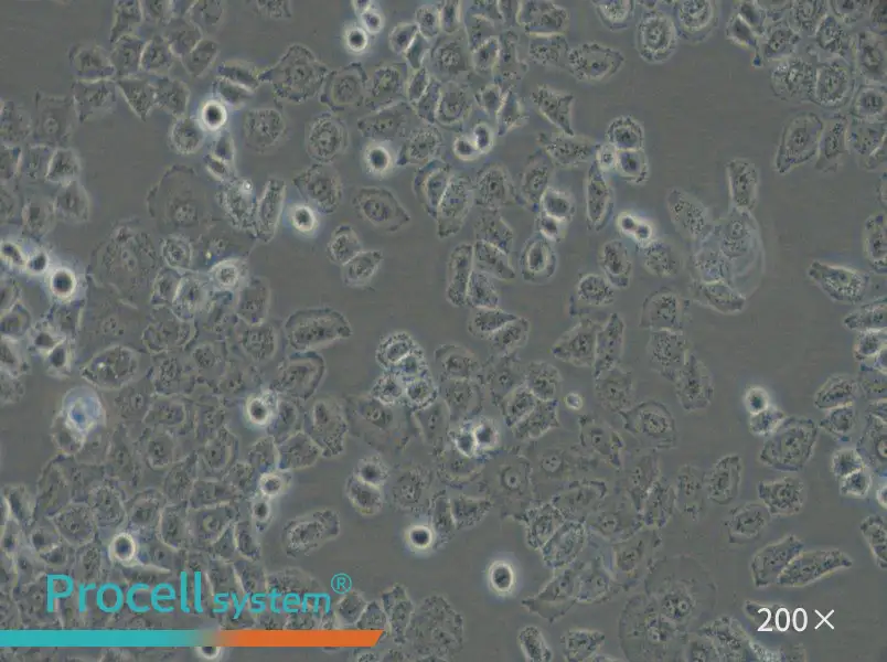 NCI-H838 Cell Complete Medium - small - 4