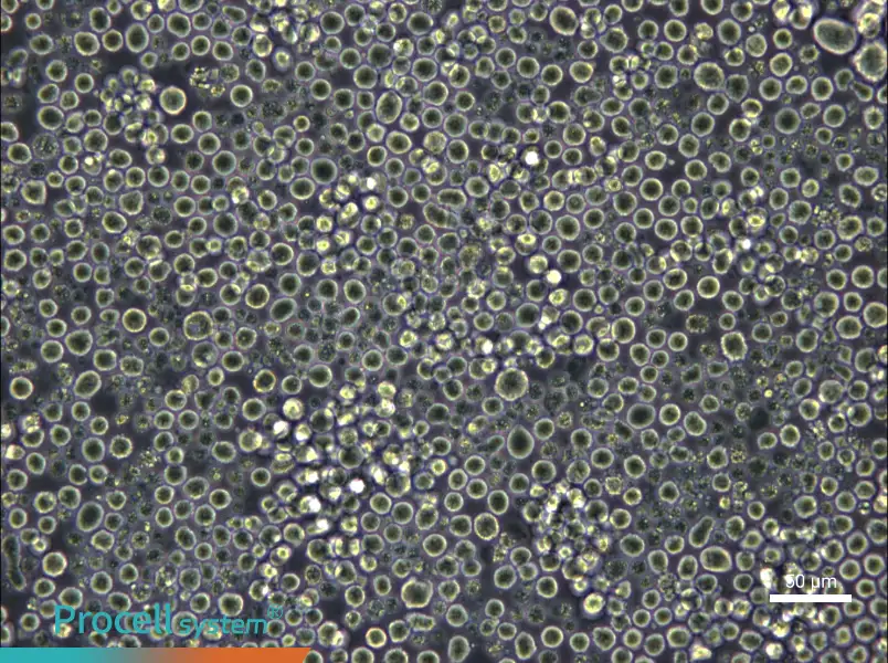 W6/32 Cell Complete Medium - 4