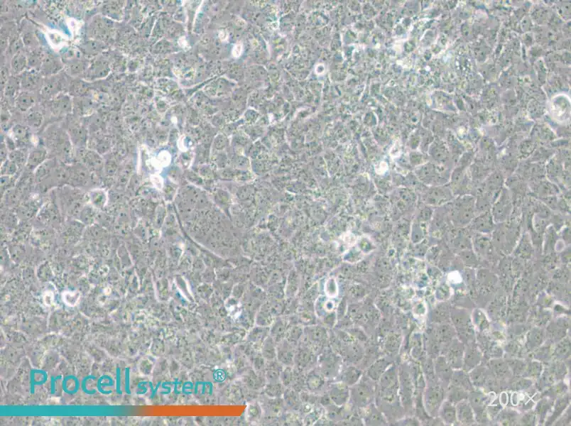 MH7A Cell Complete Medium - 5