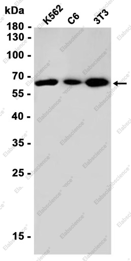 Recombinant Staufen Monoclonal Antibody - 2