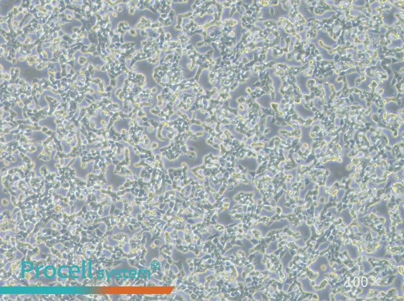 RL95-2 Cell Complete MediumRL95-2 Cell Complete Medium - 3