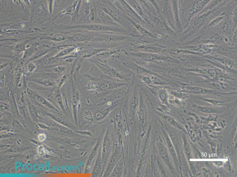 A7r5 Cell Complete Medium - small - 6