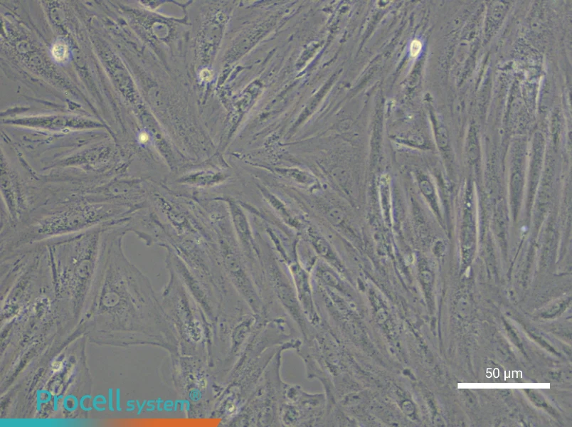 A7r5 Cell Complete Medium - small - 5