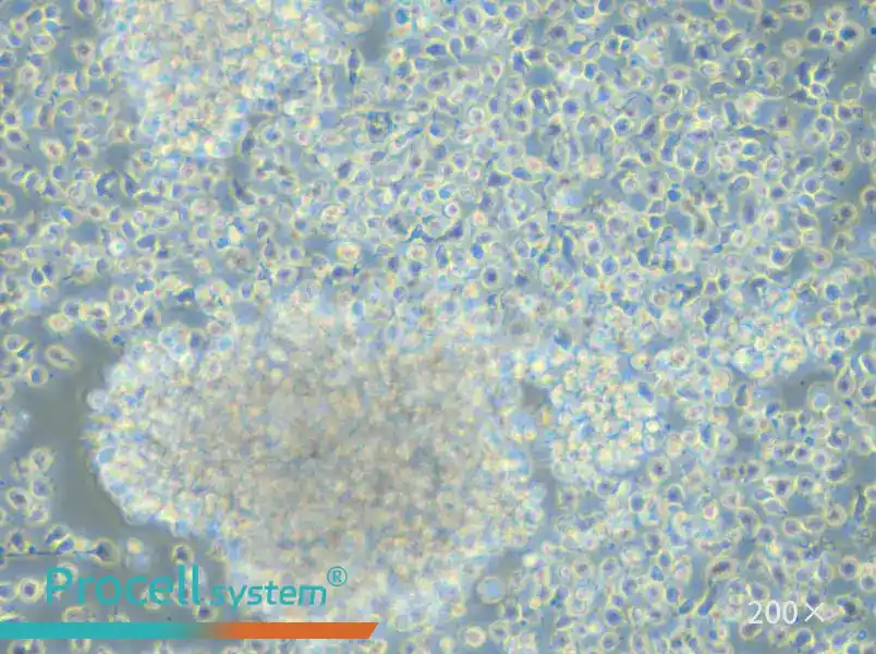 NCI-BL1437 Cell Complete Medium - 6