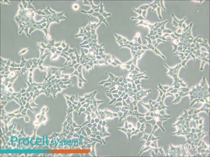 293T/17 Cell Complete Medium - small - 5