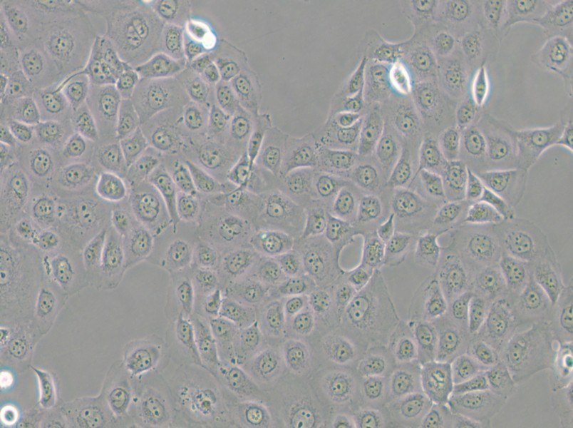 WSU-HN6 Cell Complete Medium - small - 5