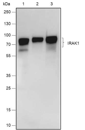 Recombinant IRAK1 Monoclonal Antibody-searchlist-1