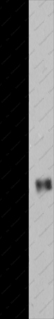 PARD6A Polyclonal Antibody - 1