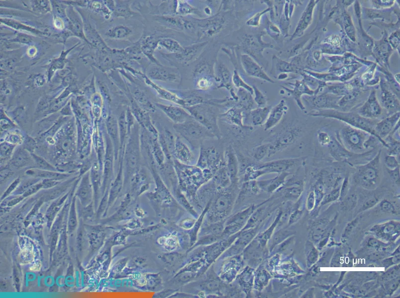 Mouse Follicular Theca Cell Complete Medium - 4