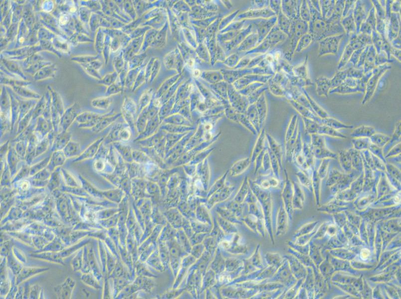 HGC-27 Cell Complete Medium - 5