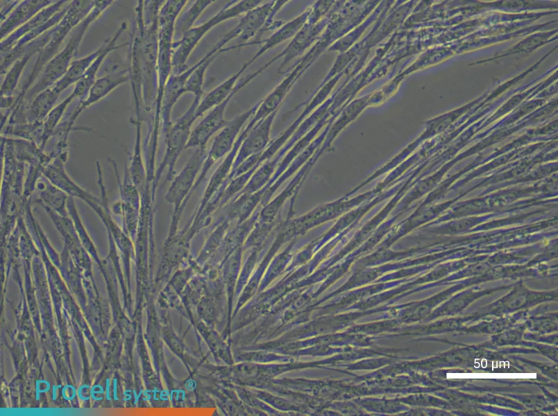 Human Renal Fibroblast Complete Medium - 5