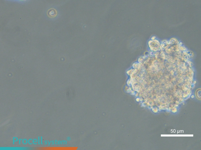 NCI-H1975 (3D)NCI-H1975 (3D) - 5