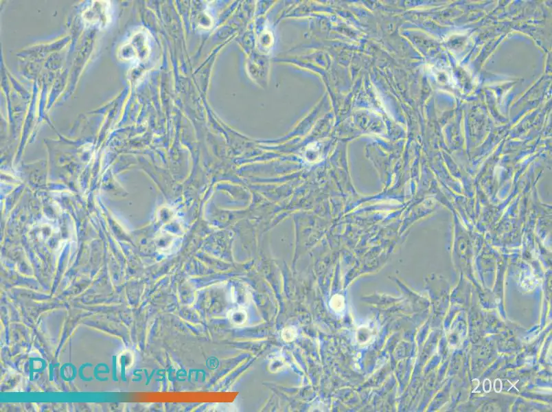 NCI-H1975 Cell Complete Medium - small - 4
