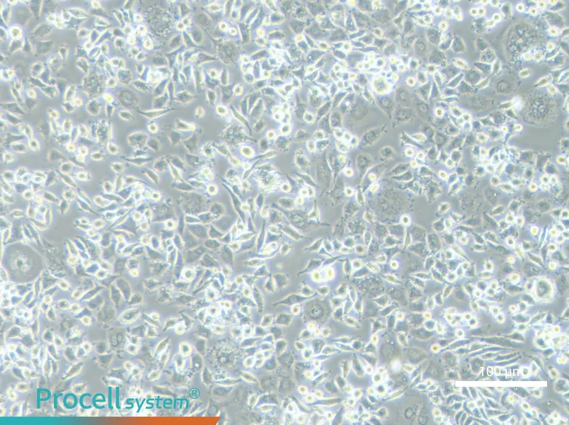 DH82 Cell Complete Medium - 2