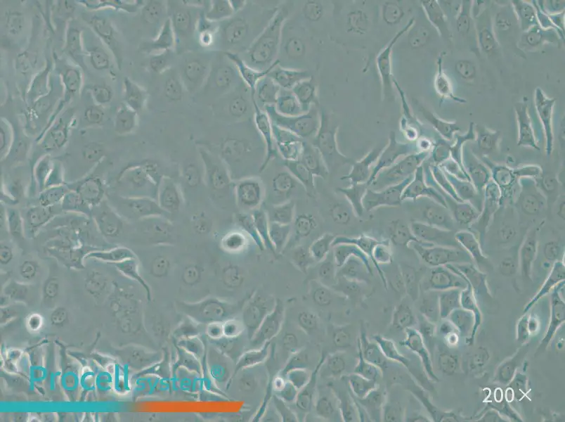 HCC1143 Cell Complete Medium - small - 4