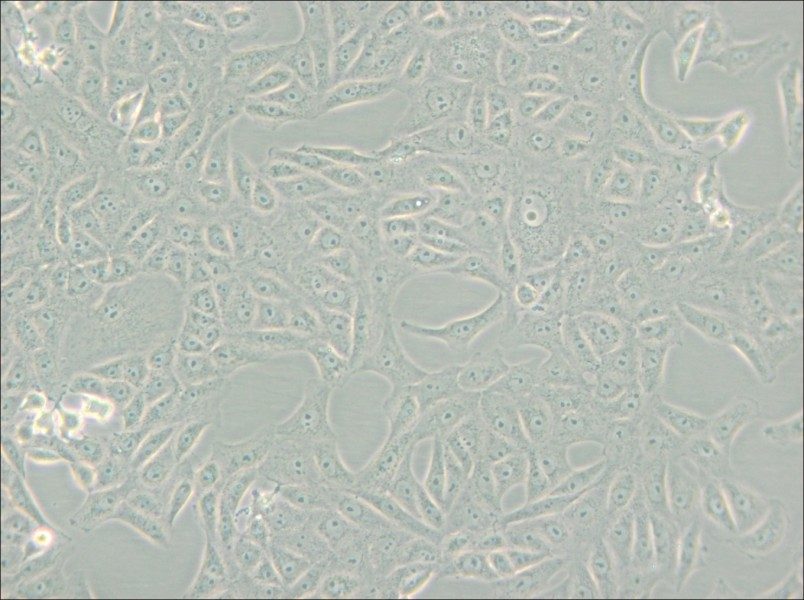 MA-104 [MA104] Cell Complete Medium - 5