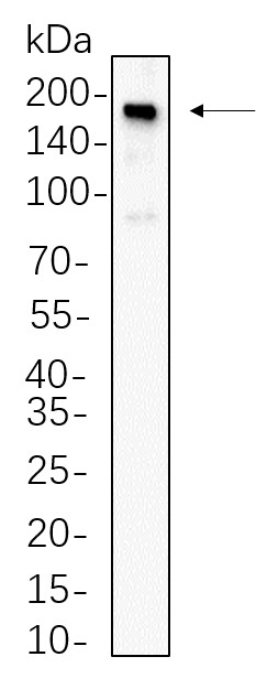 Recombinant Met Monoclonal Antibody-searchlist-1