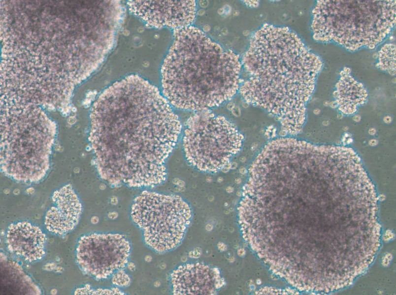 TMD8 Cell Complete MediumTMD8 Cell Complete Medium - 2