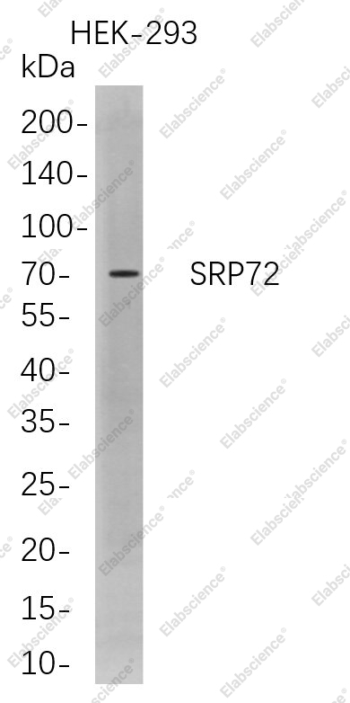 Recombinant SRP72 Monoclonal Antibody - 1