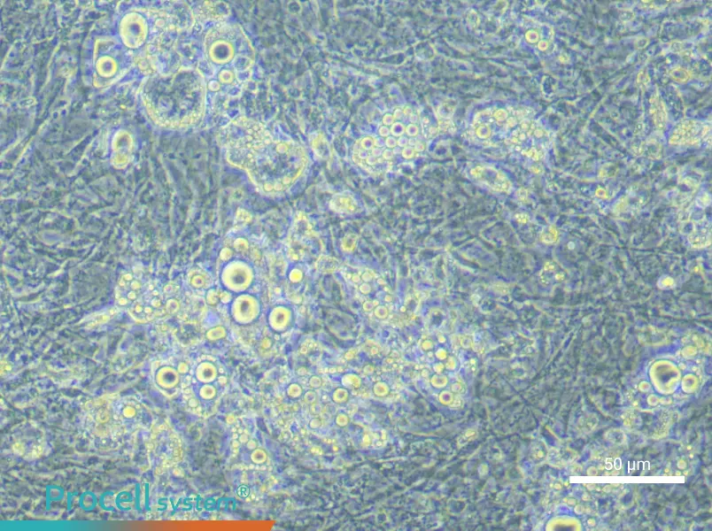 Mouse Adipocyte Cell Complete Medium - small - 6