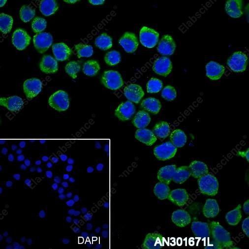 Recombinant TCL1 Monoclonal Antibody - 5