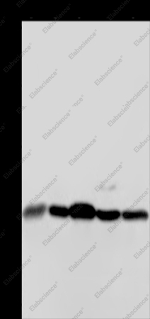 HMGB1 Polyclonal Antibody - 1
