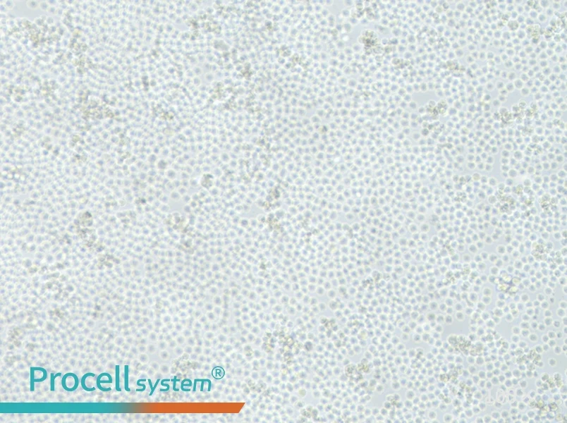 L1210 Cell Complete Medium - 2