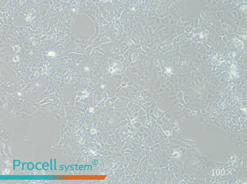 HuH-7.5.1 Cell Complete MediumHuH-7.5.1 Cell Complete Medium - 3