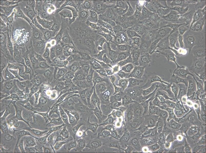 KU-19-19 Cell Complete Medium - 5