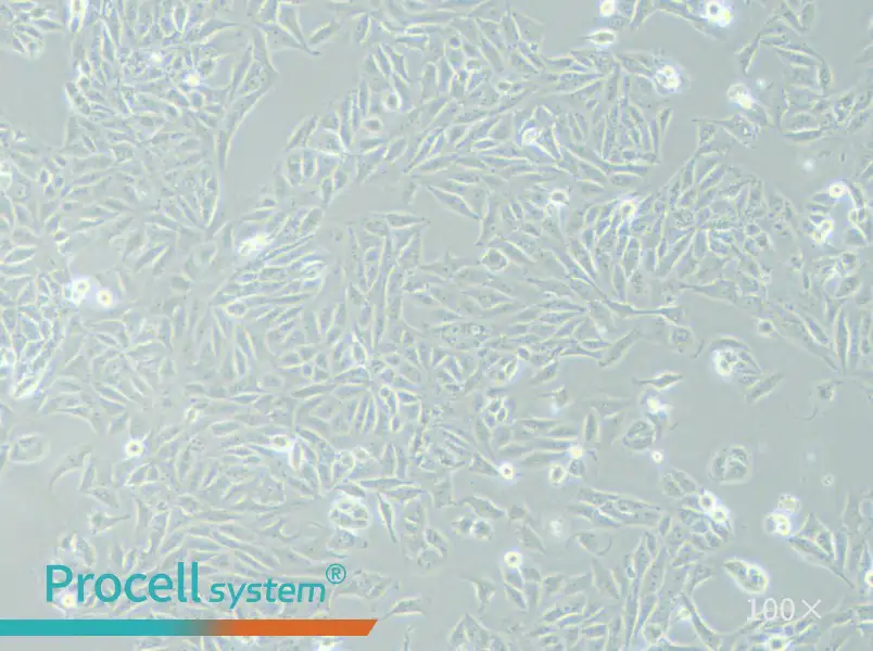 SK-6 Cell Complete MediumSK-6 Cell Complete Medium - 3