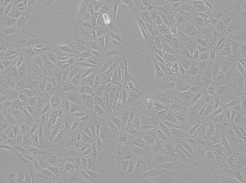 CV-1 Cell Complete Medium - small - 4