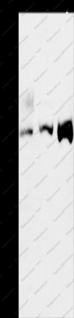ASCC2 Polyclonal Antibody - 1