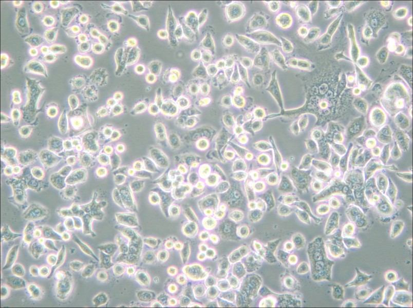 AsPC-1 Cell Complete Medium - 6
