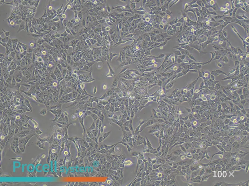 SV-HUC-1 Cell Complete Medium - 1