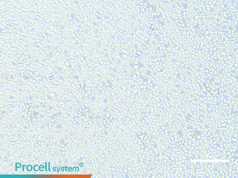AMO1 Cell Complete Medium - 1