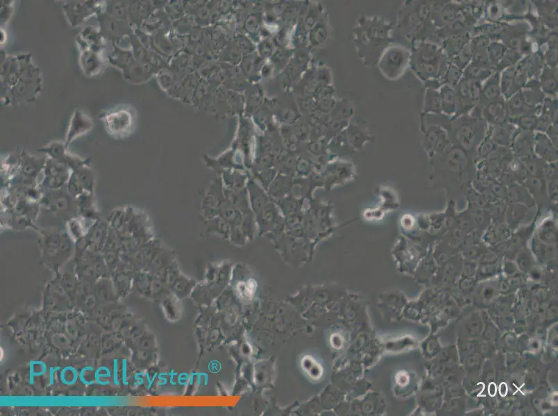 NCI-H1573 Cell Complete Medium - small - 5